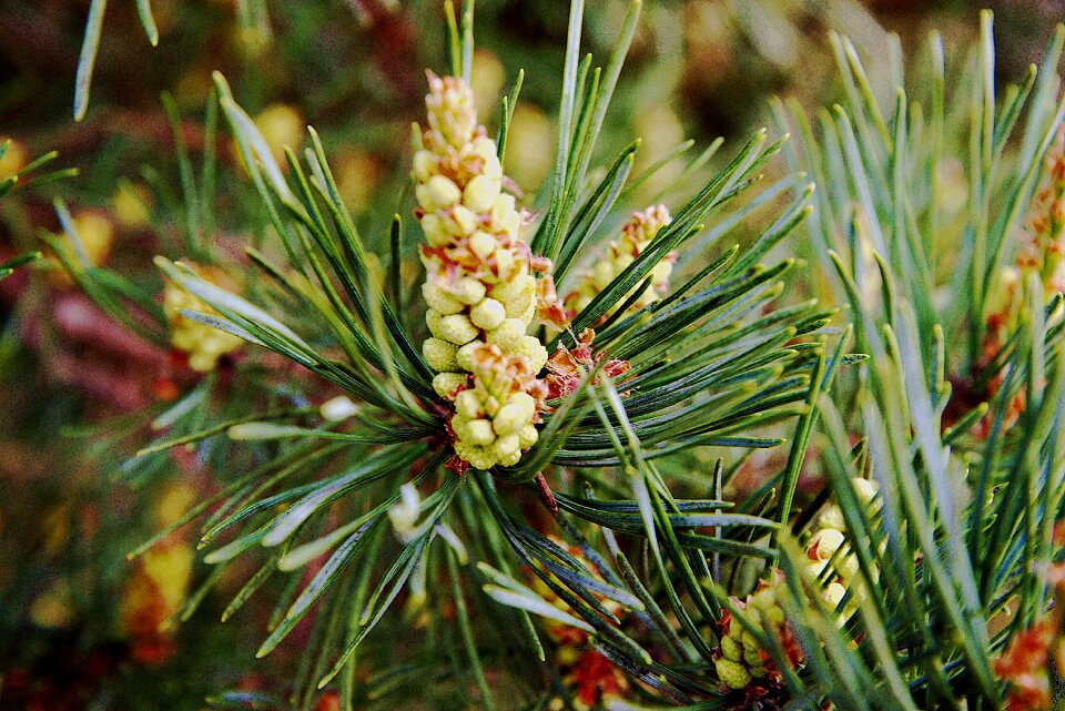 Pine greenhouse branch green
