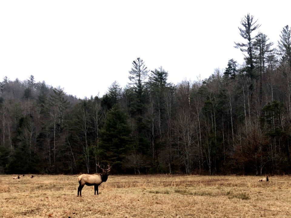 Elk in Meadow, Cataloochee, NC 