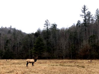 Elk in Meadow, Cataloochee, NC 