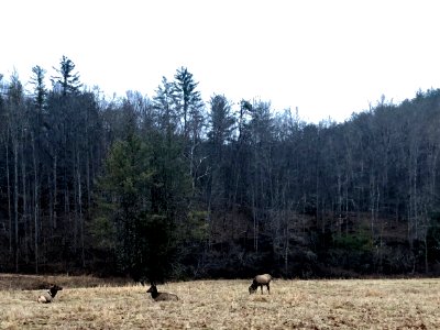 Elk in Meadow, Cataloochee, NC 