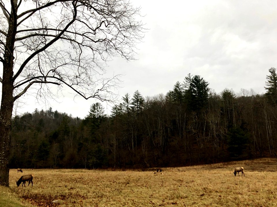 Elk in Meadow, Cataloochee, NC 