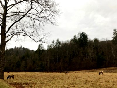 Elk in Meadow, Cataloochee, NC 