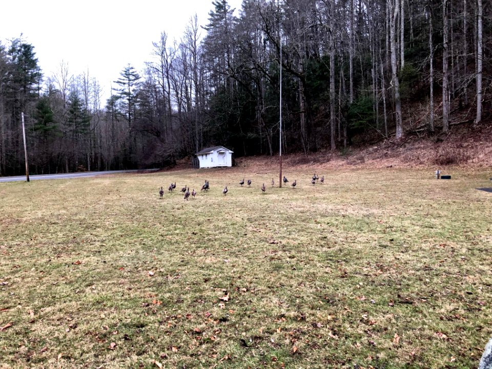Turkey in Meadow, Cataloochee, NC 