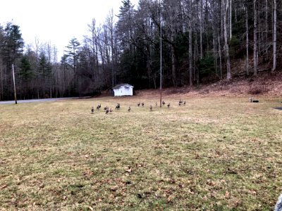 Turkey in Meadow, Cataloochee, NC 