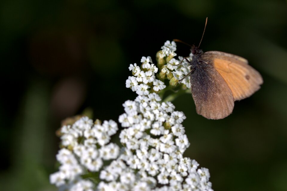 Wings hang insects