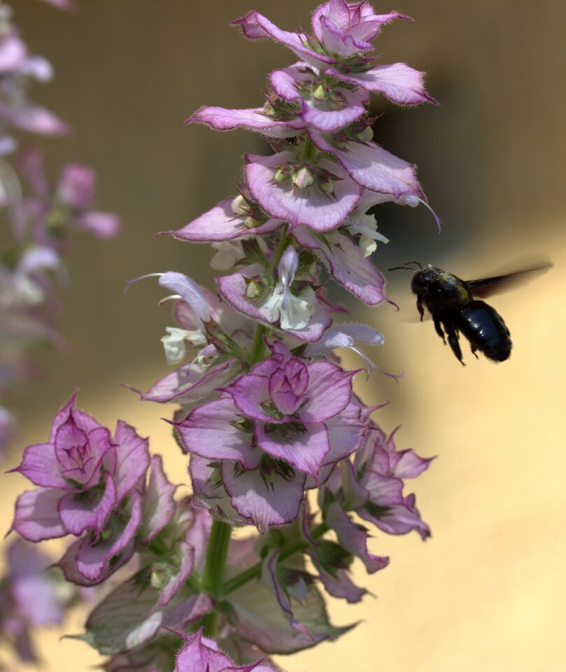 Insecta flower nature