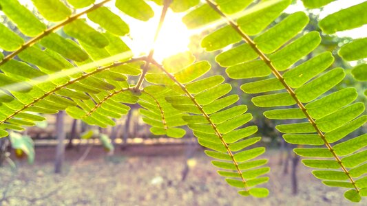 Leaf nature natural