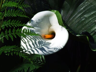 White lily plant