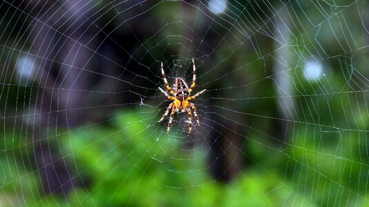 Araneus animal nature