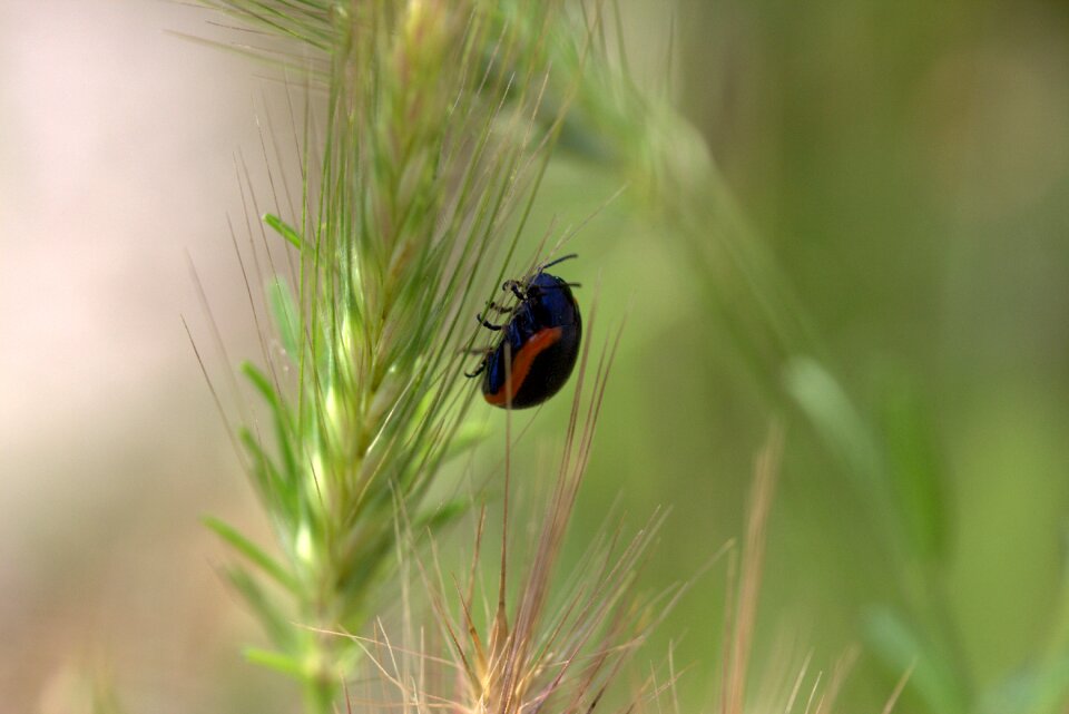 Spike hooked insecta