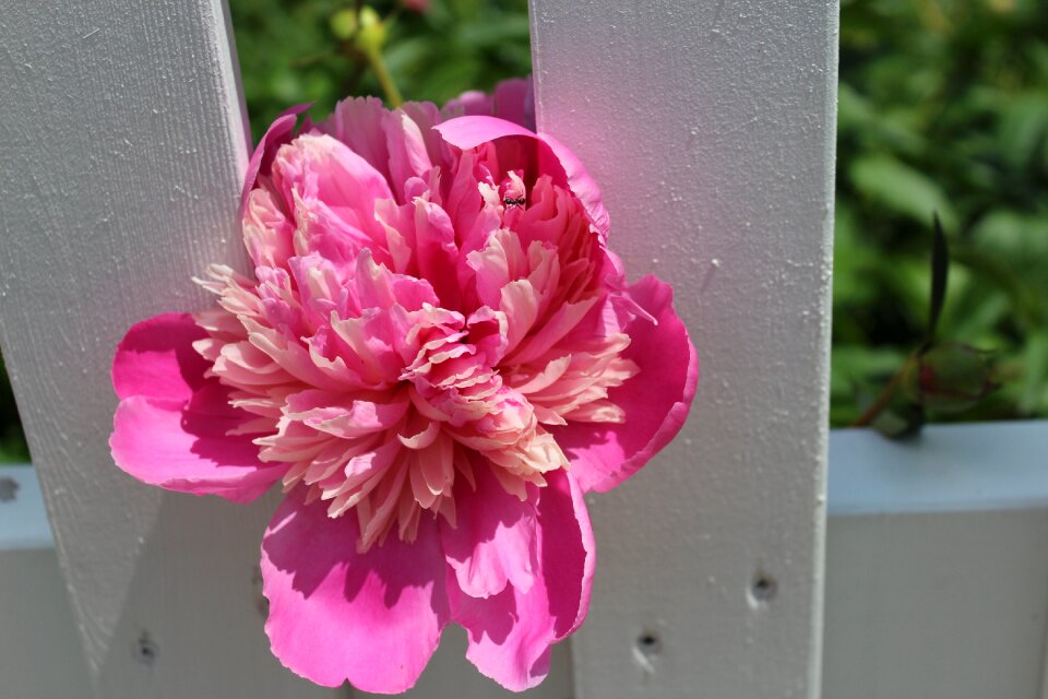 Pink flowers floral plant