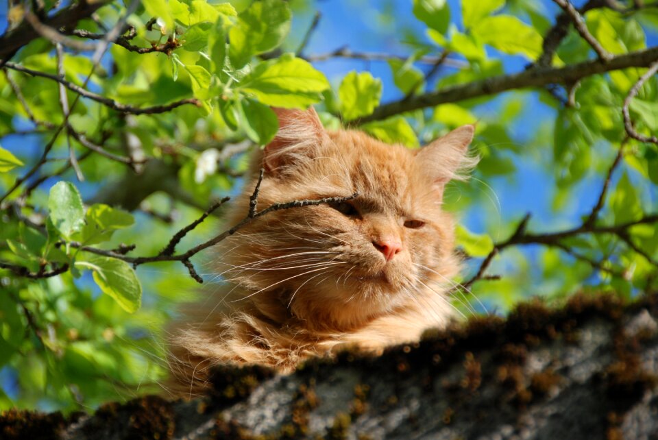 Cat branch leaves