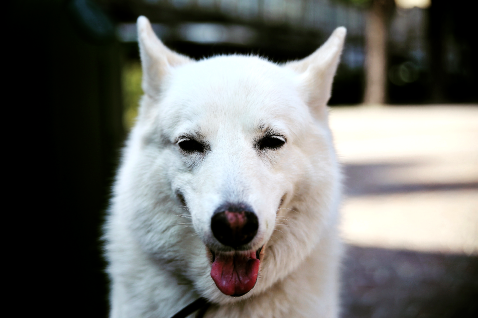 Dog eyes dog head friendship