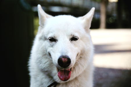 Dog eyes dog head friendship