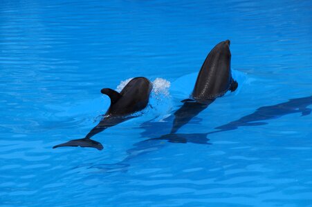 Marine mammals meeresbewohner animals