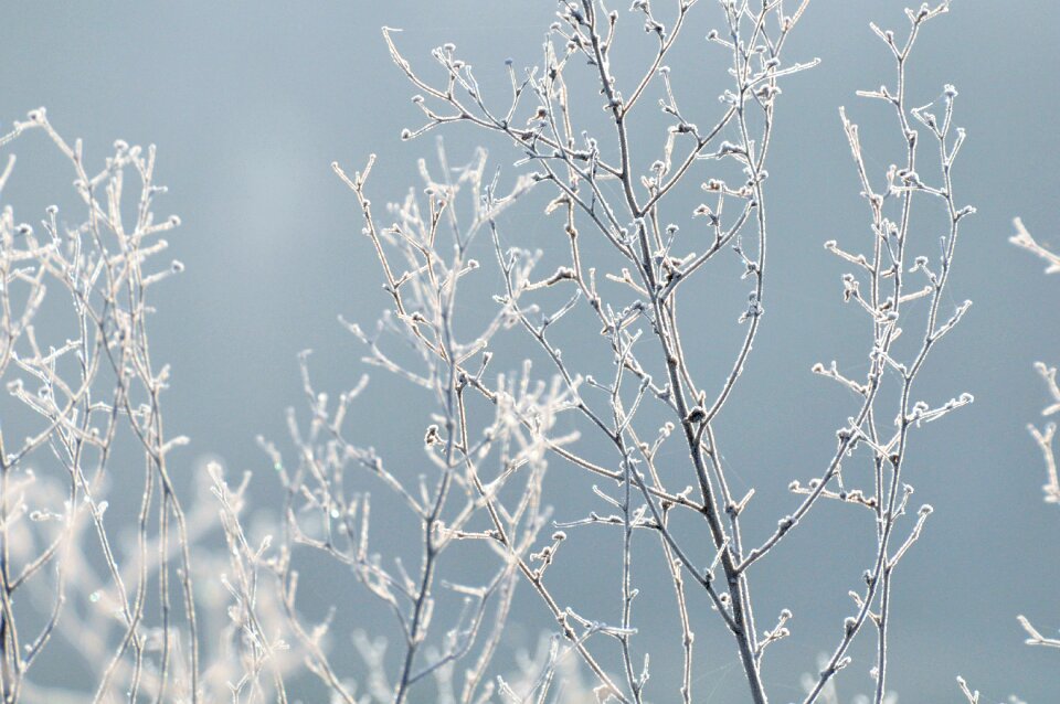 Plants branch winter