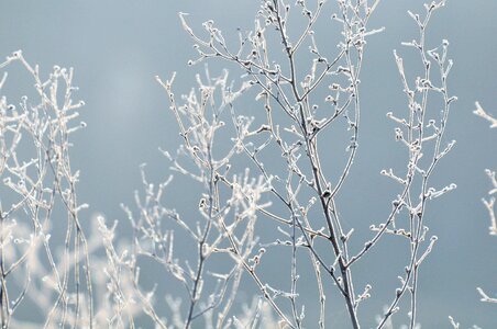 Plants branch winter