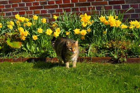 Domestic cat cat face sweet photo