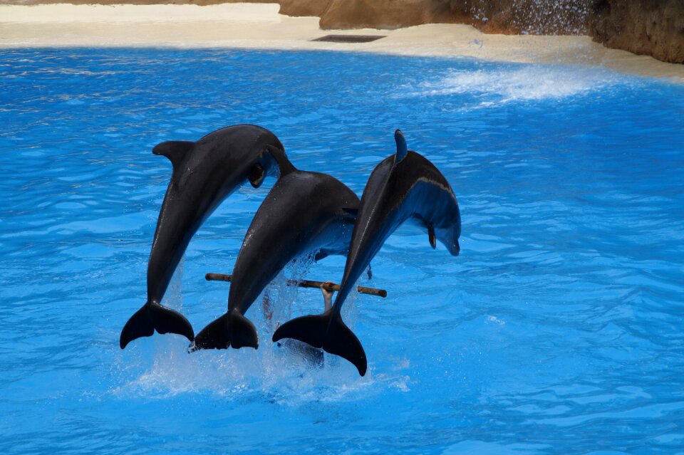 Marine mammals meeresbewohner animals
