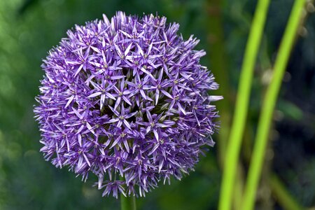 Bloom nature schnittblume photo