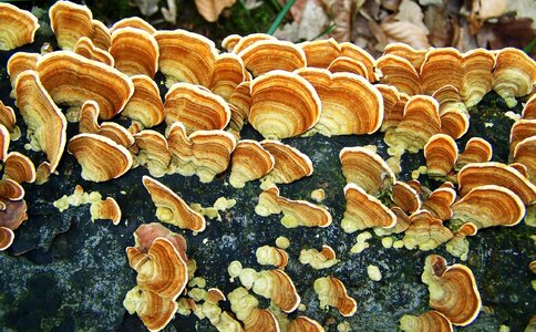 Tinder fungus forest nature