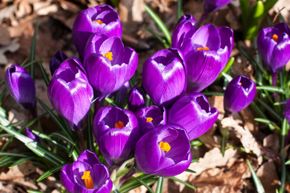 Purple flower plant spring