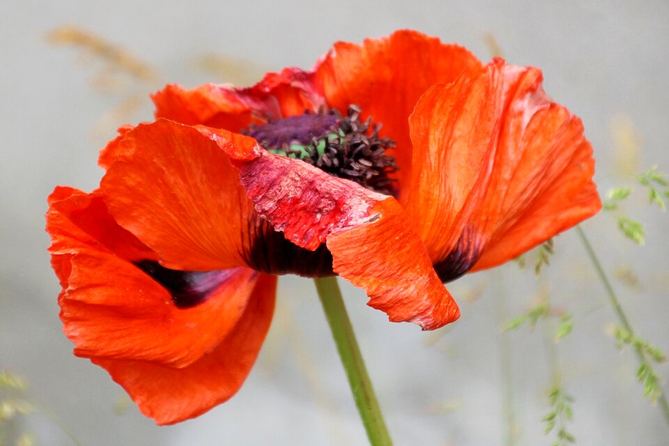 Bloom poppy flower red poppy photo