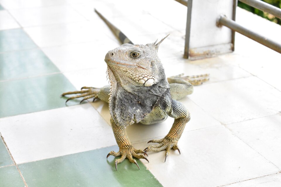 Animal reptile nature