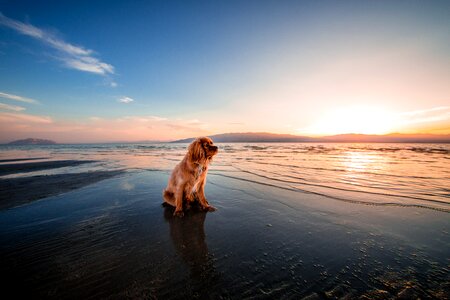 Dusk fur furry photo