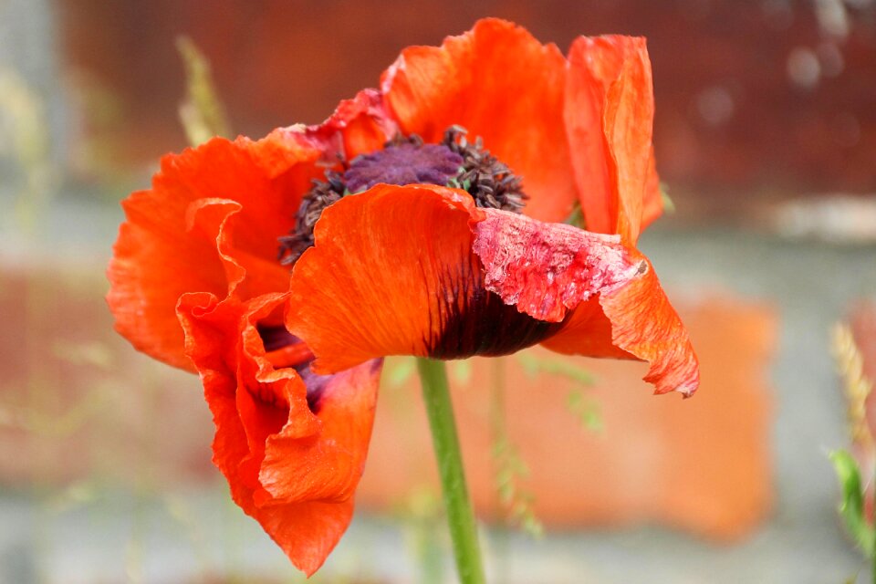 Bloom poppy flower red poppy photo