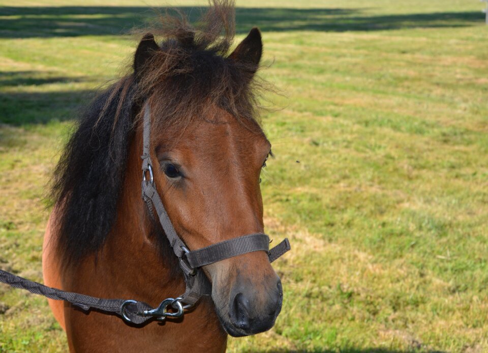 Nice rascally small horse