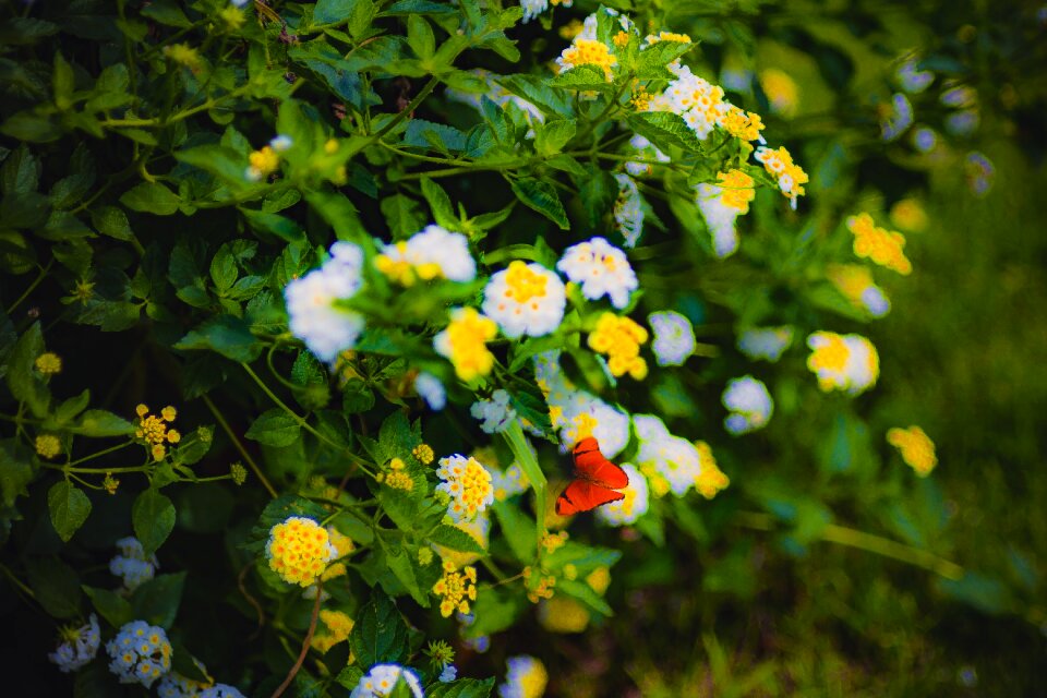 Plants garden white