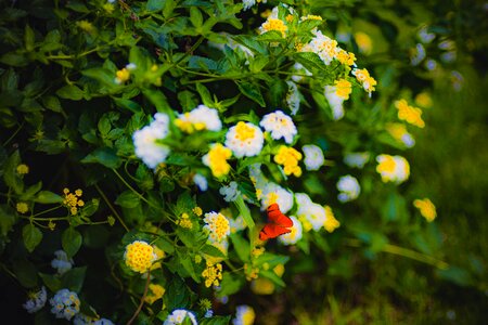 Plants garden white