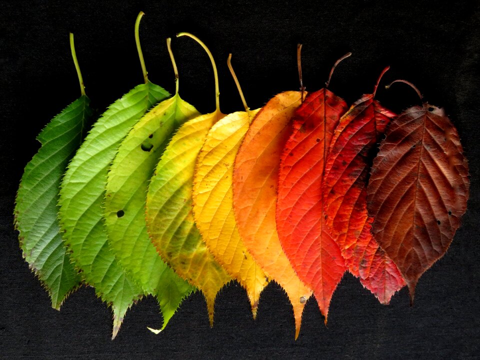 Autumn fall fall leaves