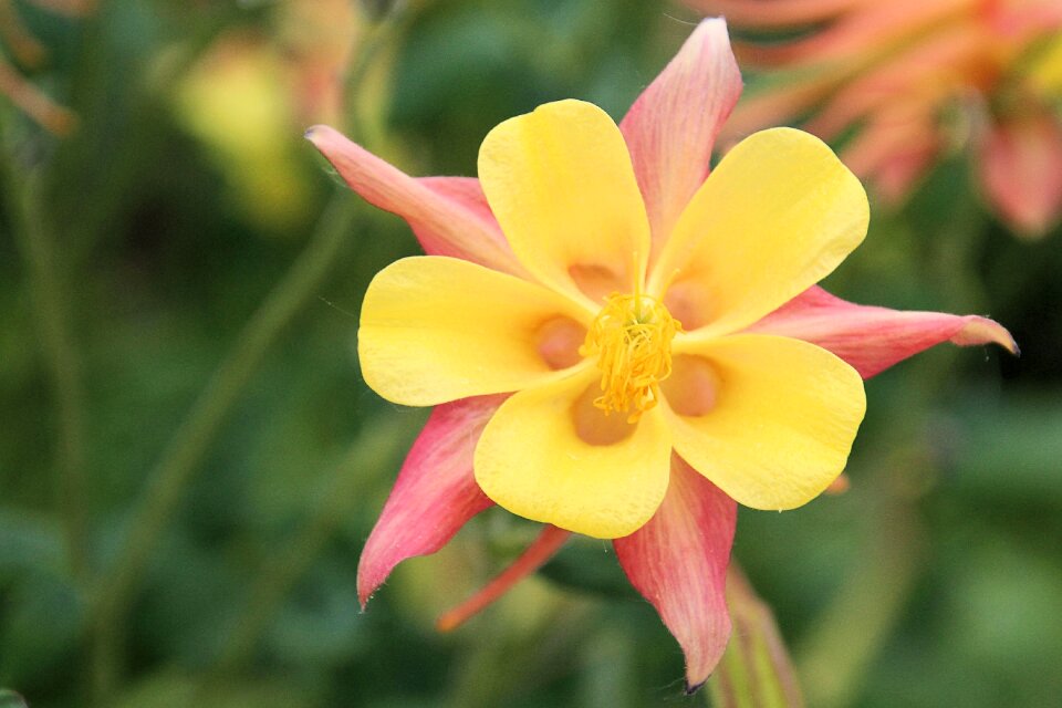 Flower aquilegia hahnenfußgewächs