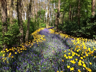 Nature tree woodland photo