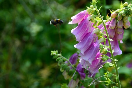 Hummel wild flower bee photo