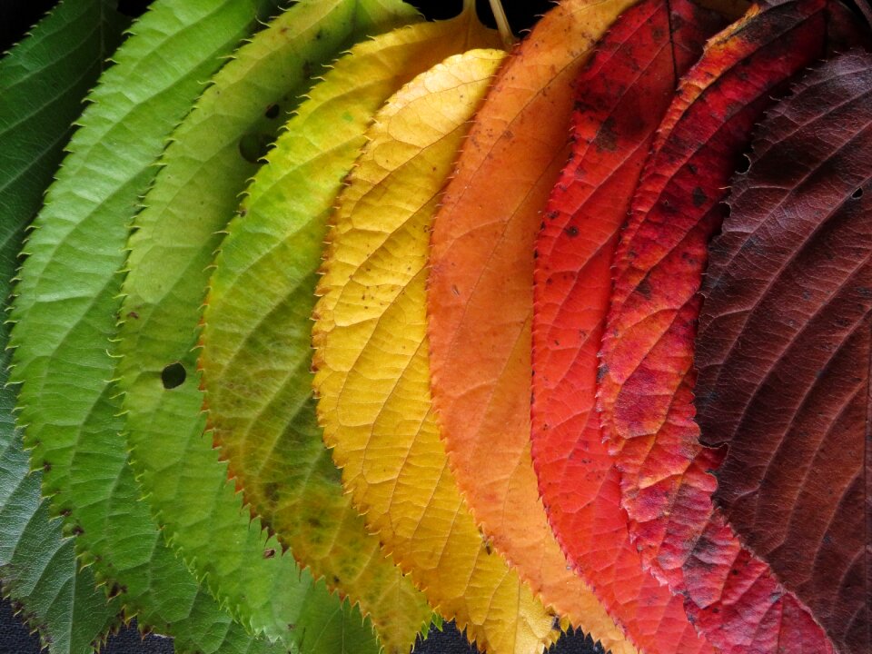 Fall leaves colorful