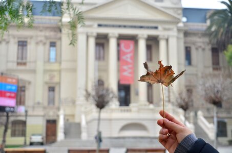 Building government leaf