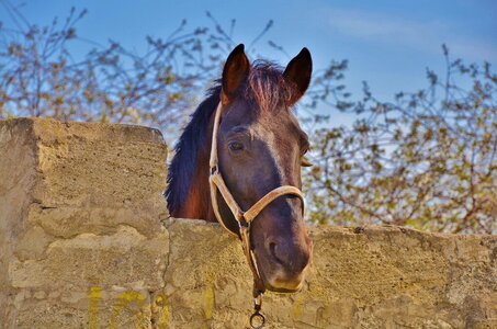 Mammal stallion horseback photo