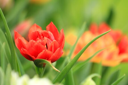 Tulip garden flower photo