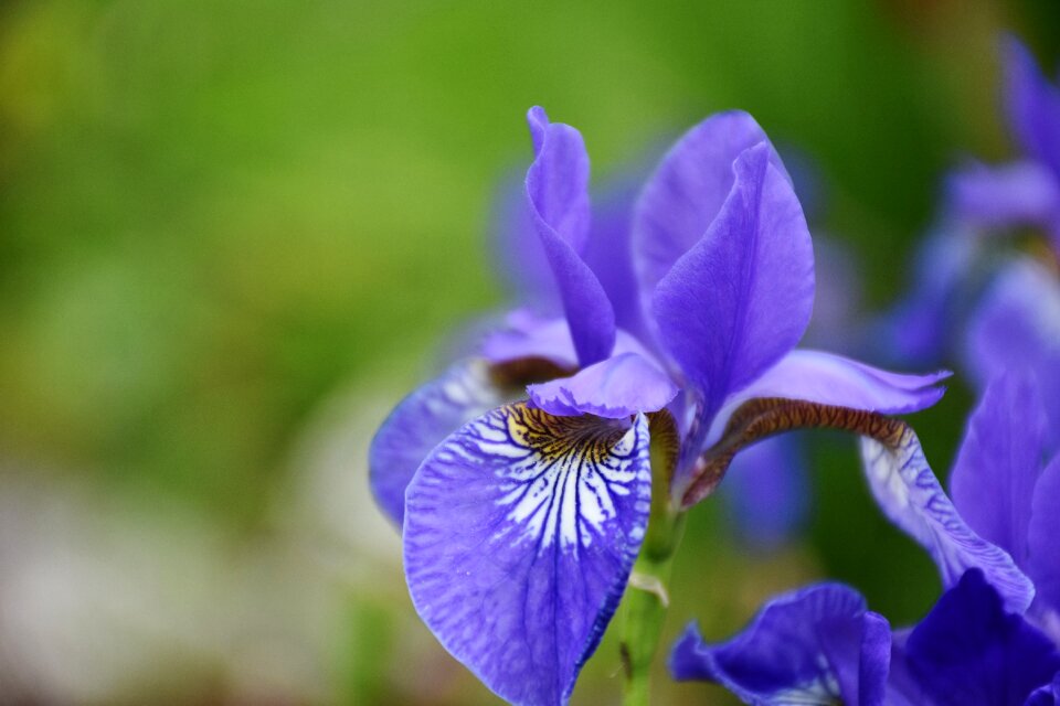 Blue blossom bloom