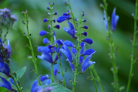 Garden blue flower purity