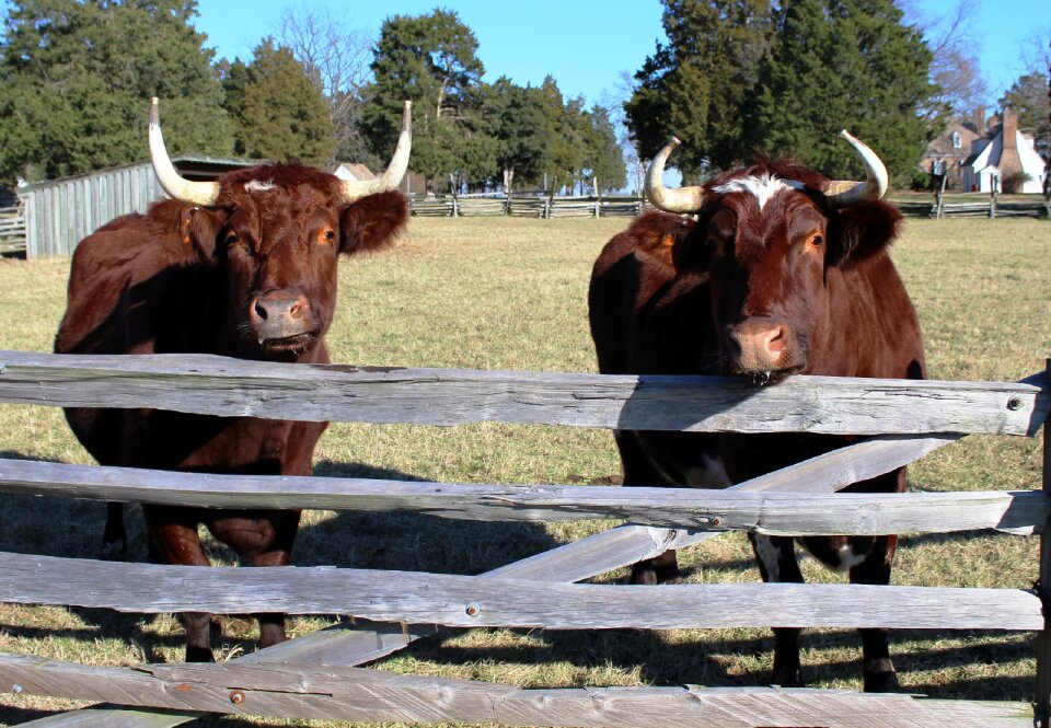 Animals livestock rails
