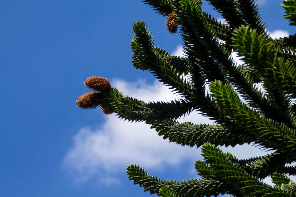 Flora flowering tree flowering of araucaria