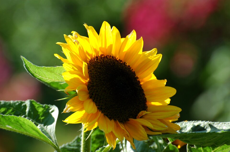 Sun flower plant