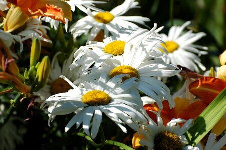 Spring nature garden