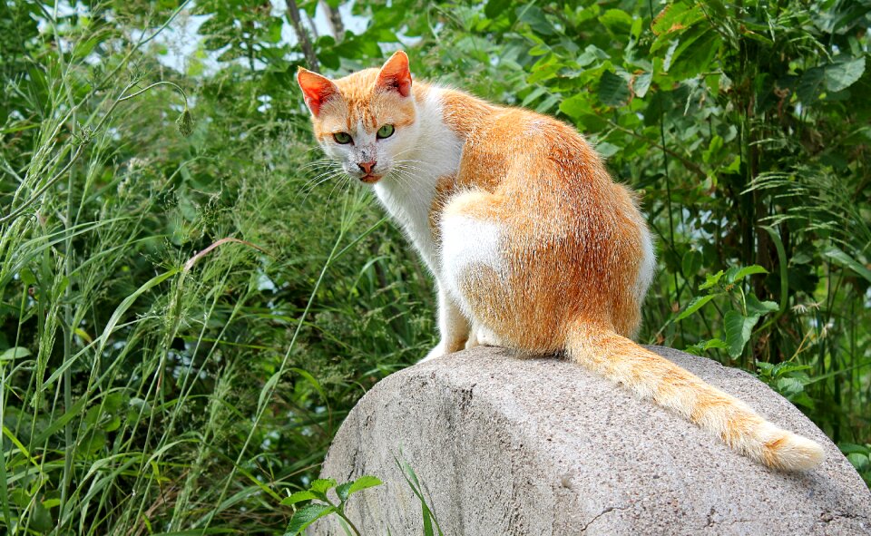 Cats pet red-headed cat
