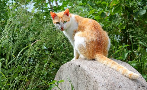 Cats pet red-headed cat