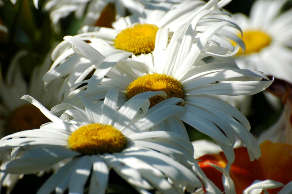 Spring nature garden